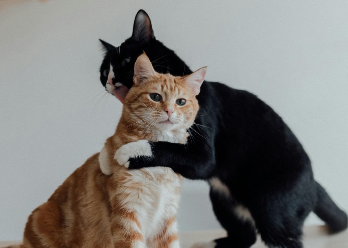 Why Do Cats Purr: Understanding Their Gentle Rumble