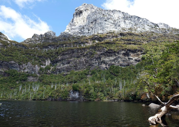 Redwoods Lady Bird Grove Trail CA A Walk Through Living Giants