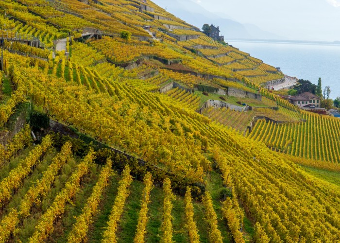 Lavaux UNESCO Vineyards Walk: Organic Wine Trail Along Lake Geneva