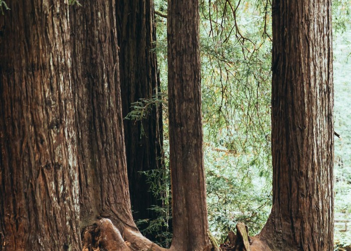 Walk Among Giants: Congress Trail A Majestic Trek Through Sequoia National Park
