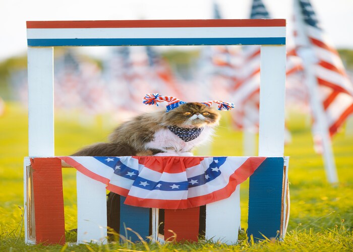 Pet Insurance Plans Popular in America A Simple Guide to Protecting Your Pet Wisely